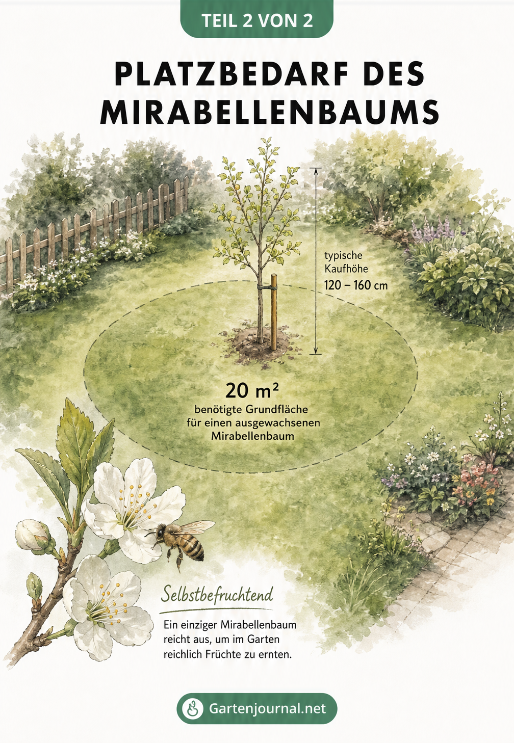 Isometrische Skizze zum Platzbedarf eines Mirabellenbaums im Garten