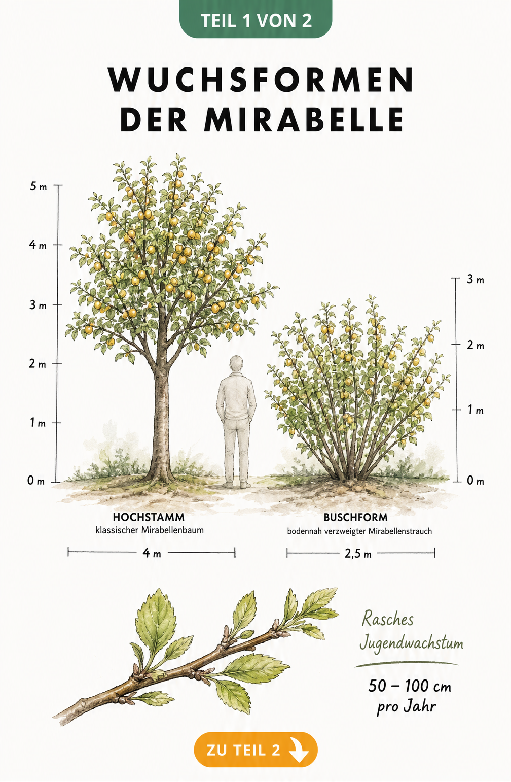 Illustration der Wuchsformen eines Mirabellenbaums als Baum und Busch im Größenvergleich