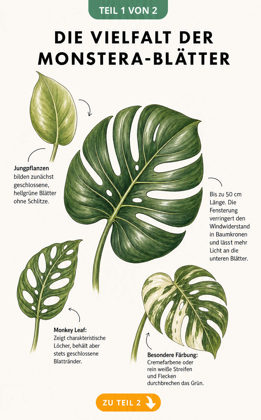 Botanische Illustration verschiedener Monstera-Blätter, die Jungstadium, Fensterung, Monkey Leaf und Variegata-Färbung zeigt