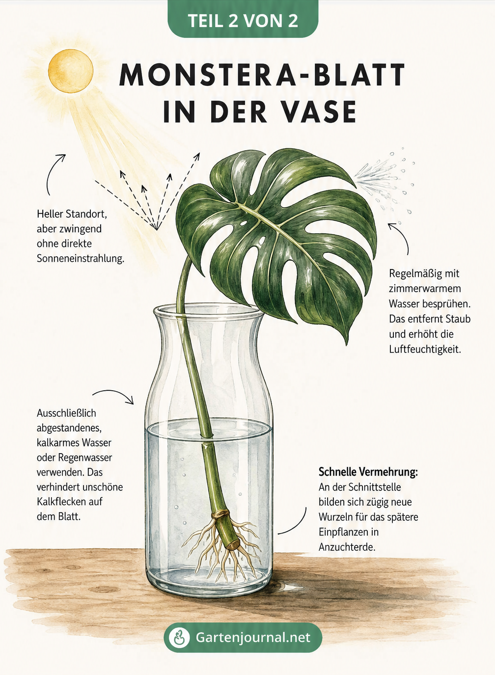 Illustration eines Monstera-Blattes in einer Glasvase mit Hinweisen zu Pflege, Lichtbedarf und Wurzelbildung