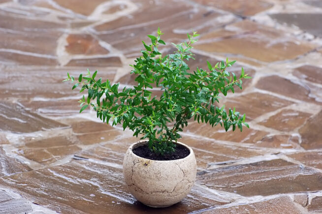 myrte-bonsai