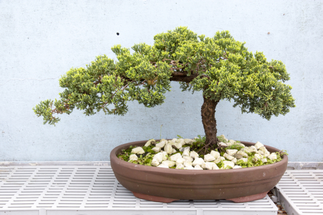 nadelbaum-bonsai