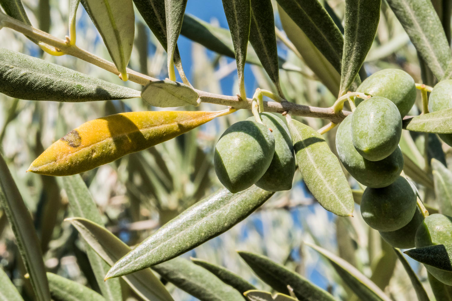 Olivenbaum, der gelbe Blätter hat