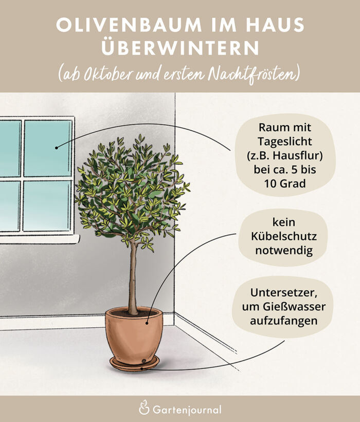 Eine Illustration die zeigt, wie Olivenbäume im Haus überwintert werden können