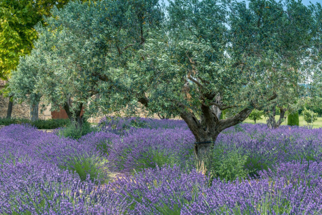 olivenbaum-unterpflanzen