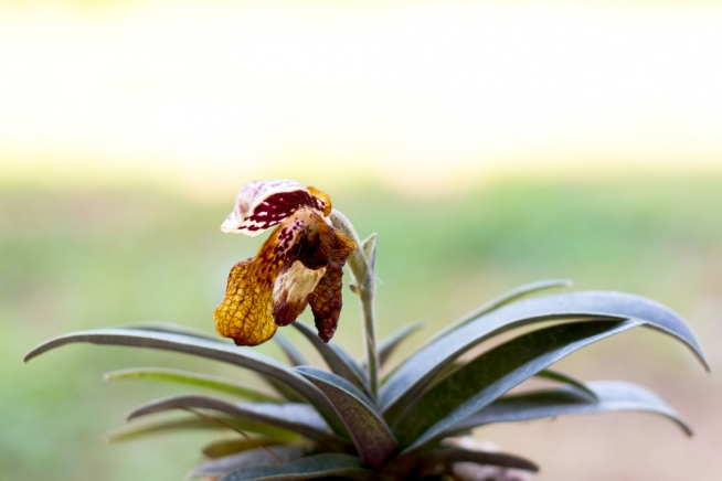 orchidee-frauenschuh-verblueht