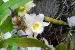 orchideen-auf-baumstamm-binden