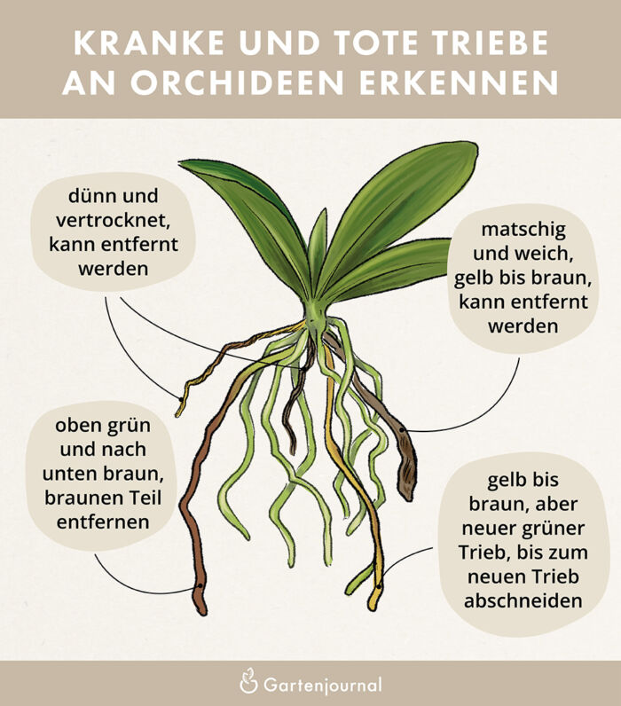 Orchideen Wurzeln schneiden als Illustration