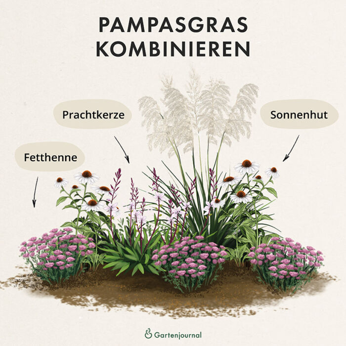 Kombination von Pampasgras und Astern im Beet als Illustration