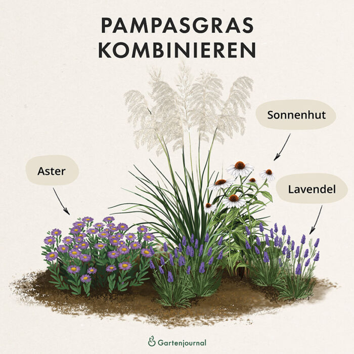Kombination von Pampasgras und Lavendel im Beet als Illustration