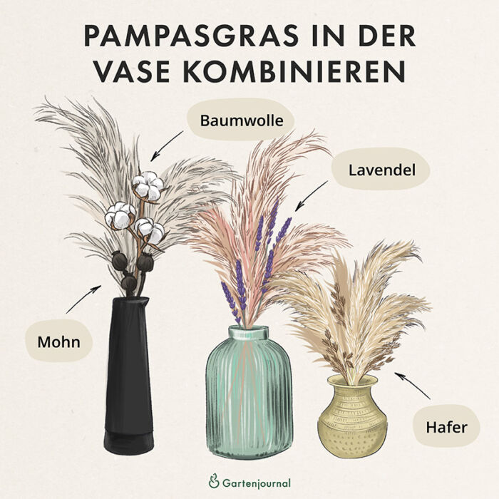 Vasen für Pampasgras als Illustration