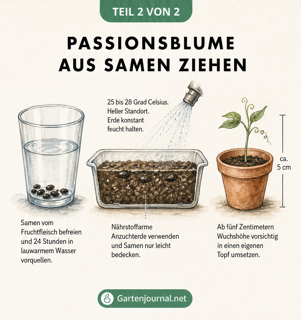Botanische Zeichnung eines Passionsblumen-Stecklings im Quelltopf mit Wurzelbildung