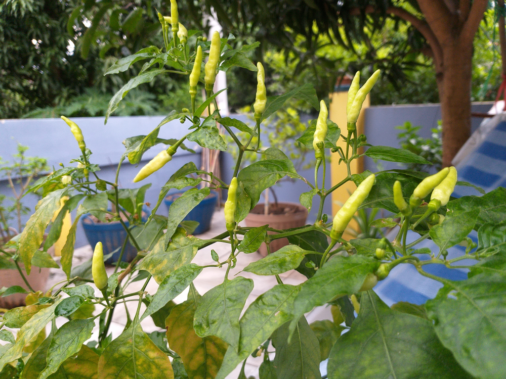 peperoni-pflanzen-balkon