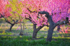 pfirsichbaum-unterpflanzen