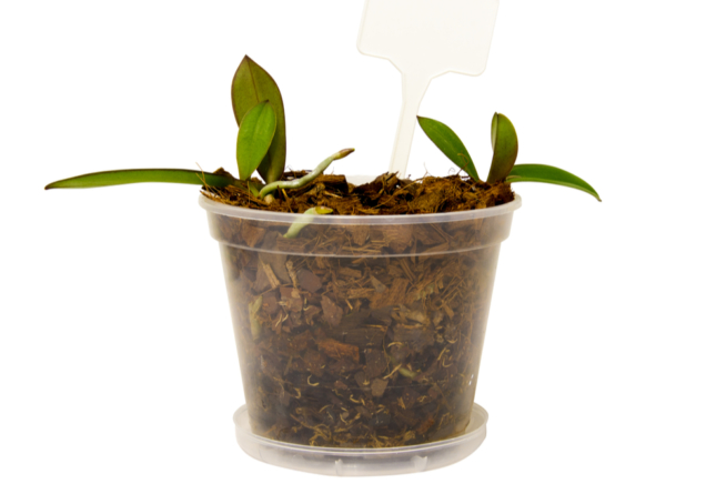 phalaenopsis-ableger
