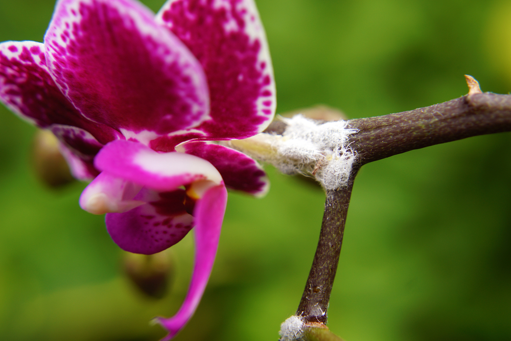 phalaenopsis-krankheiten-und-schaedlinge