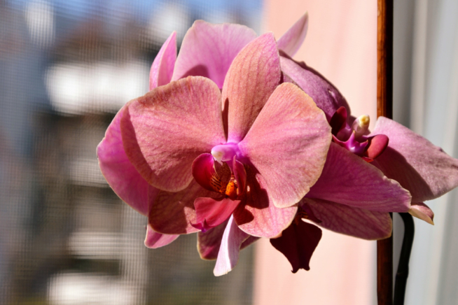 phalaenopsis-standort