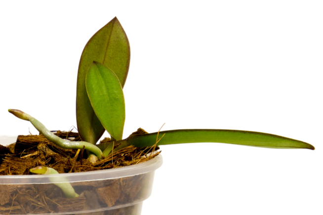 phalaenopsis-vermehren