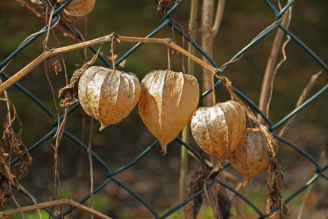 physalis-frost