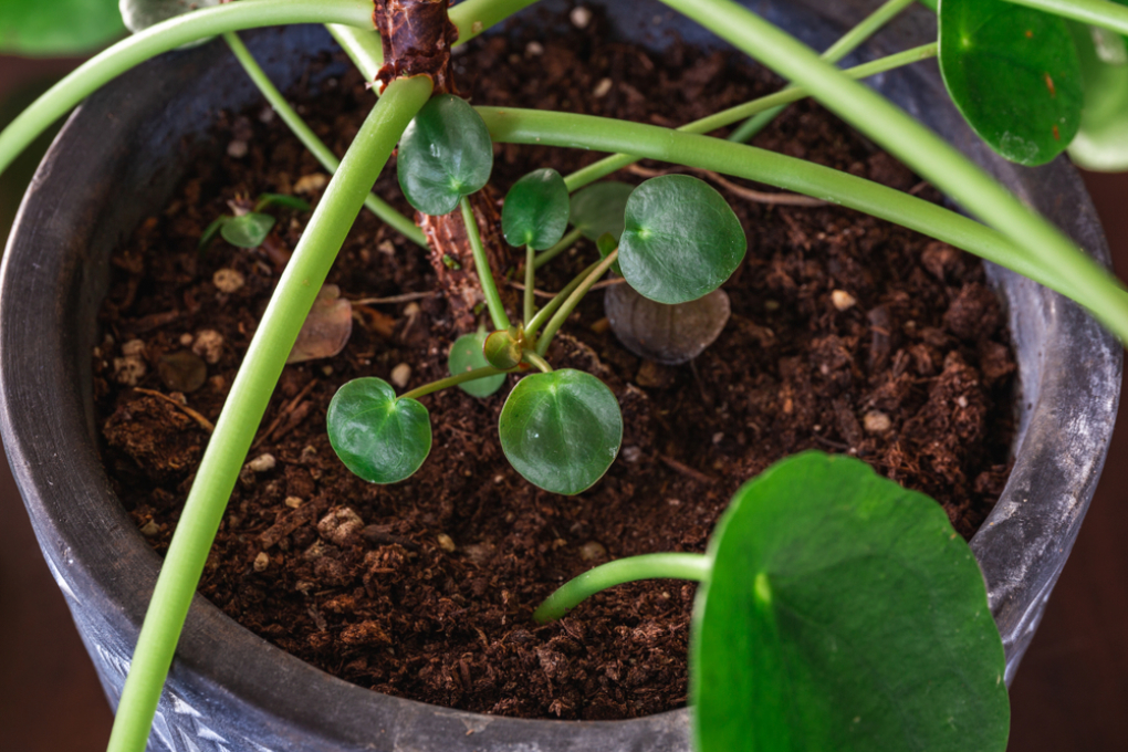 pilea-arten-ein-berblick-ber-die-sortenvielfalt-der-ufopflanze