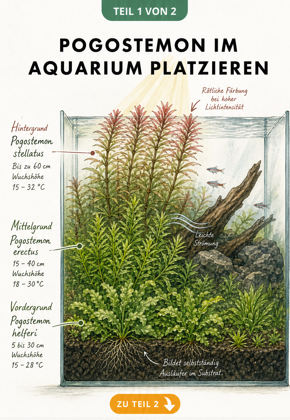 Querschnitt eines Aquariums mit den Pogostemon-Arten helferi, erectus und stellatus in verschiedenen Tiefenzonen