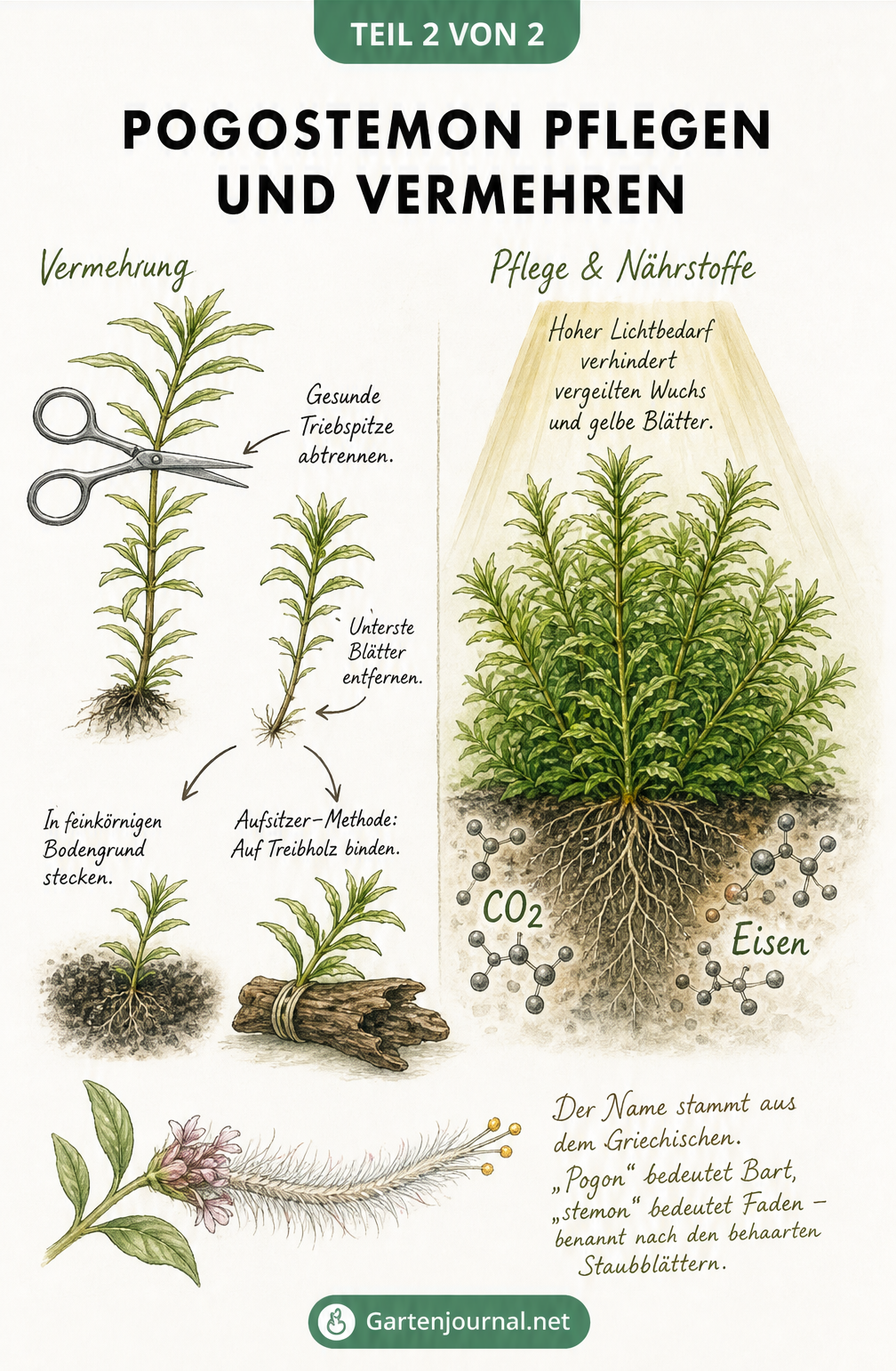 Botanische Illustration zur Vermehrung von Pogostemon durch Stecklinge und Ausläufer sowie Nährstoffbedarf