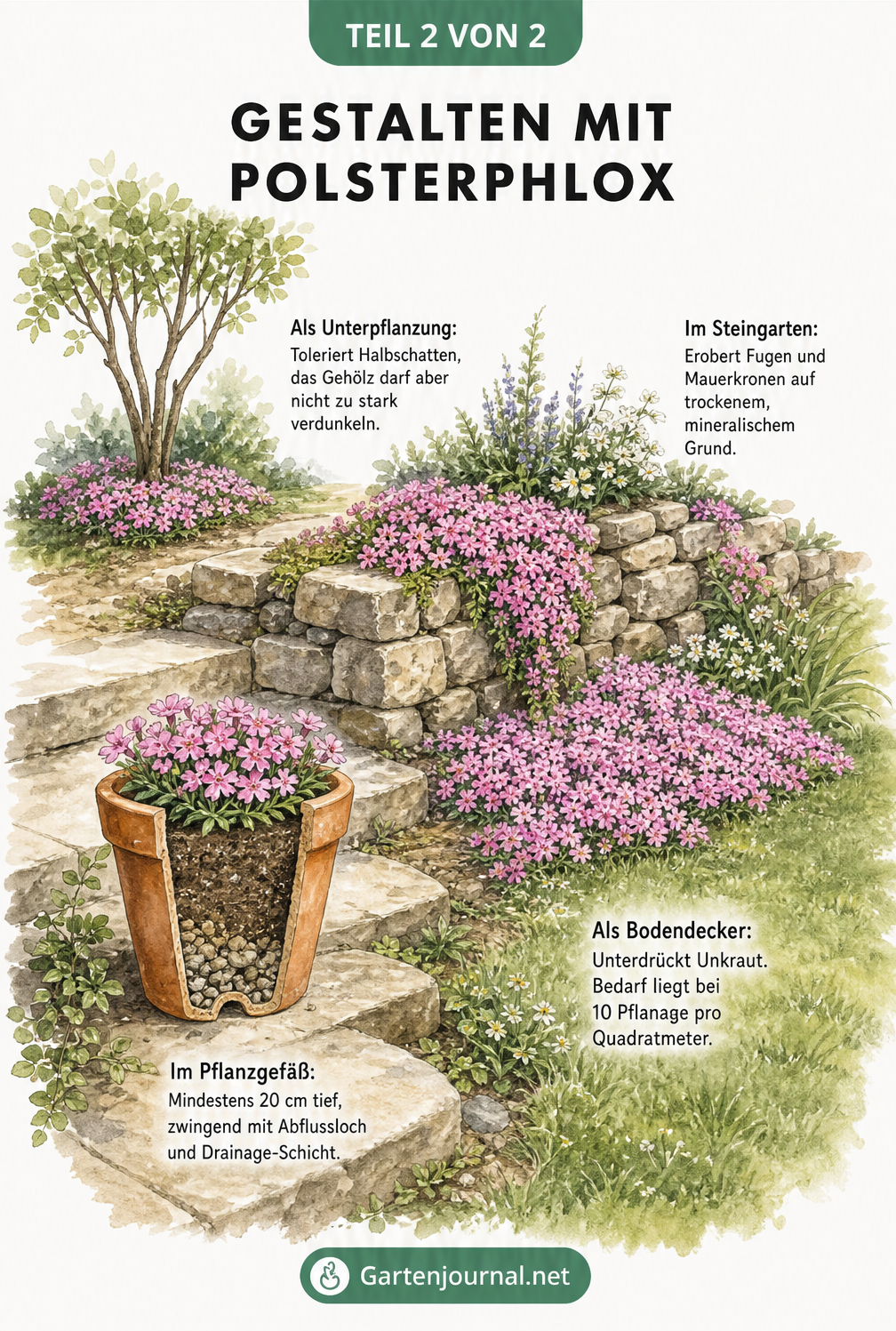Gartenszene mit Polsterphlox als Unterpflanzung, im Steingarten, als Bodendecker und im Pflanzgefäß.