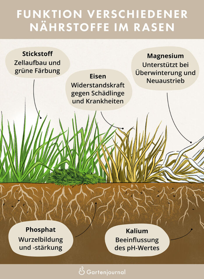 Illustration die zeigt, welchen Einluss Dünger und ihre Nährstoffe auf einen Rasen haben