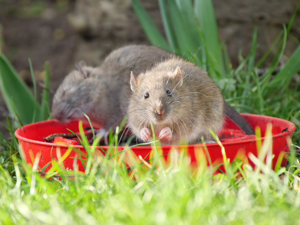 Ratten im Garten » So bekämpfen Sie die Schädlinge