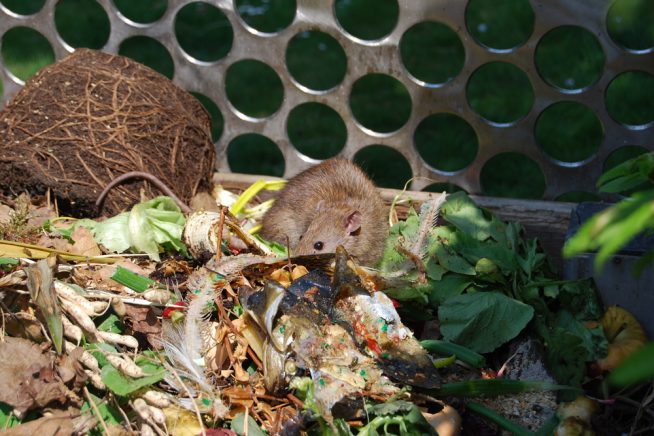 ratten-im-kompost-loswerden