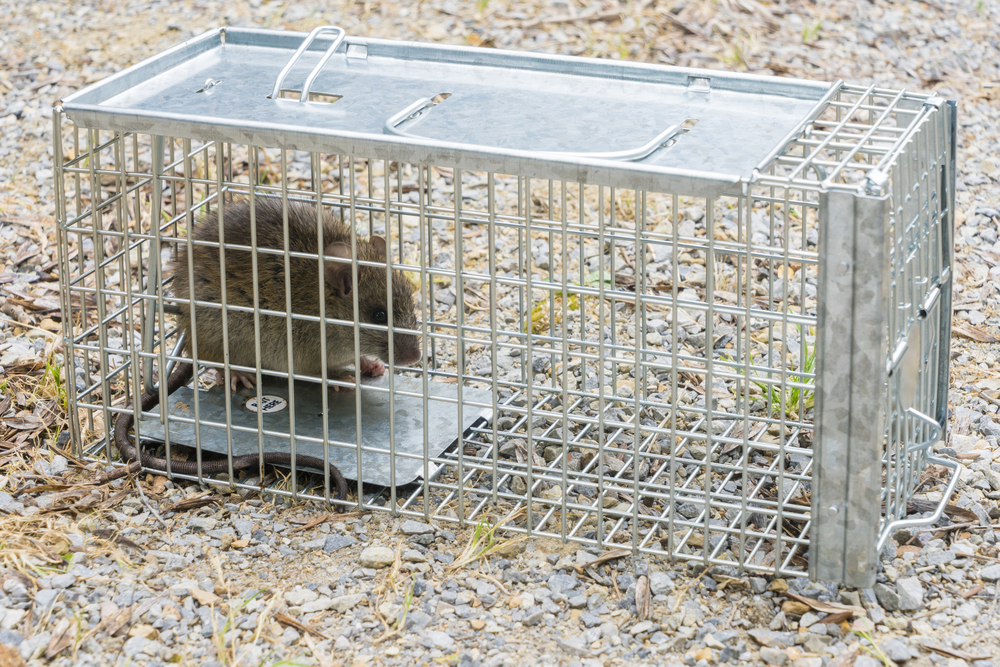 Rattenbekämpfung im Garten » So werden Sie sie los