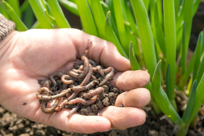 Regenwürmer im Rasen » Nützlich oder schädlich?