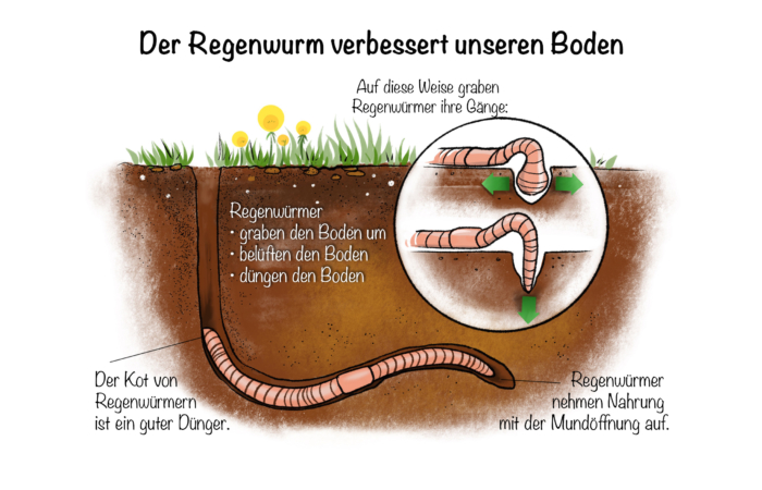 Der Regenwurm verbessert unseren Boden