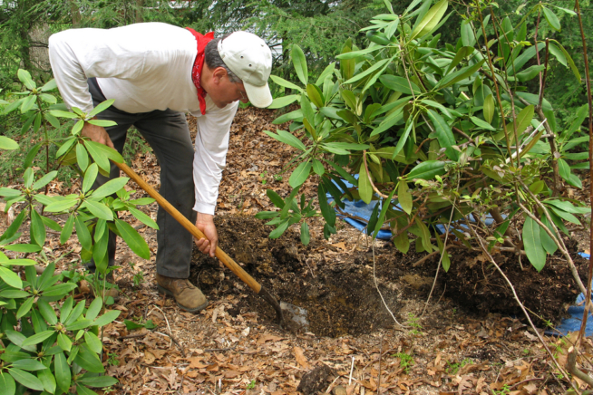 rhododendron-ausgraben