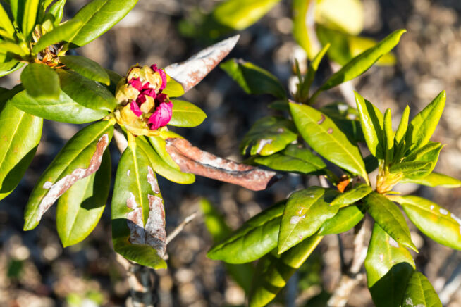 rhododendron-grauschimmelfaeule
