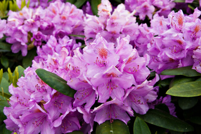 rhododendron-hortensie-unterschied
