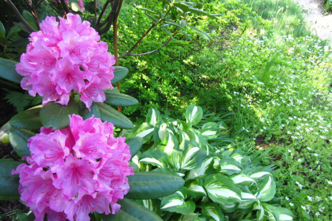 rhododendron-kombinieren