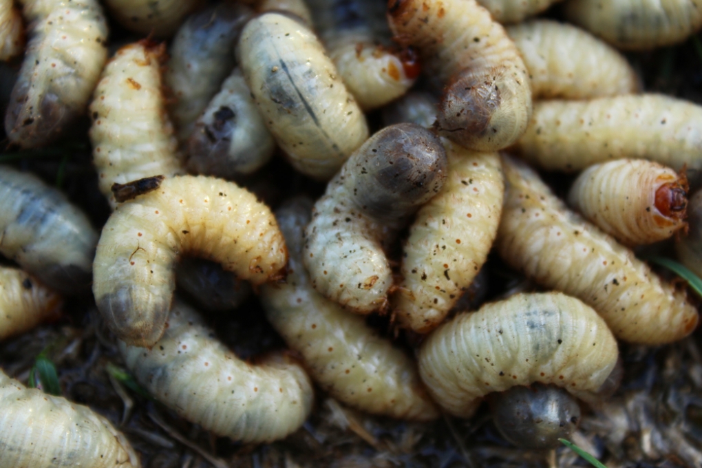 Engerlinge Raupe Maikäferlarve » Alle Infos zu den weißen Engerlingen