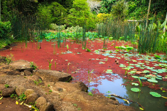 rote-algen-im-teich