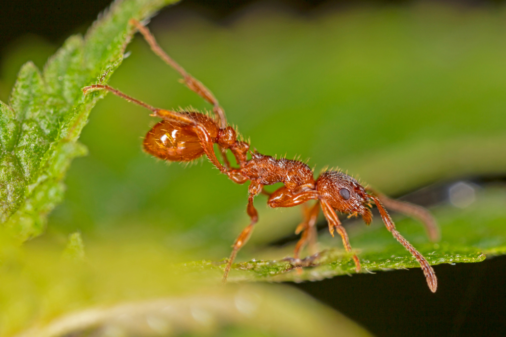 Rote Ameisen » Natürlich bekämpfen oder erfolgreich umsiedeln