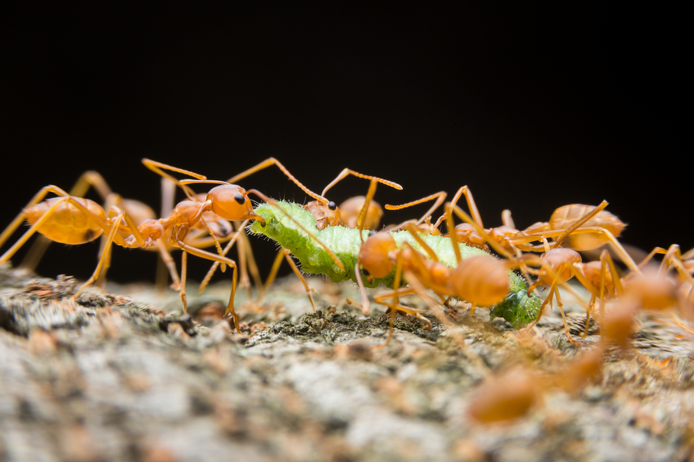 Rote Ameisen im Garten » Fluch oder Segen?