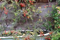 Rote Wildtomaten wuchern im Garten