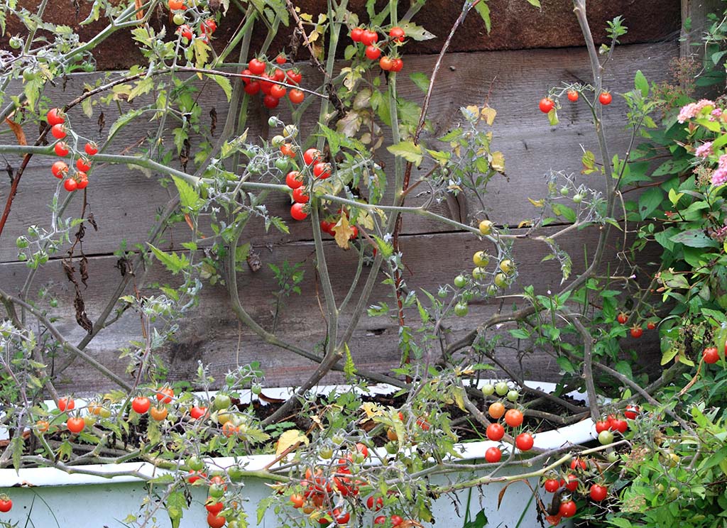 Rote Wildtomaten wuchern im Garten