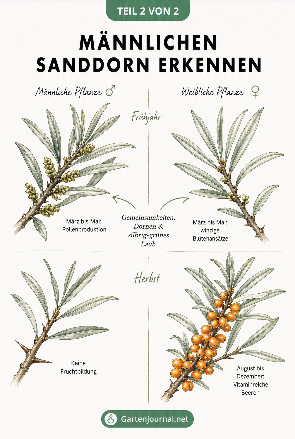 Botanische Illustration, die die Unterschiede zwischen männlichem und weiblichem Sanddorn zeigt: männliche Blüten im Frühjahr ohne Früchte im Herbst, weibliche...