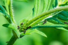 schaedigen-ameisen-pflanzen