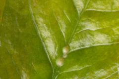 schildlaeuse-an-zimmerpflanzen