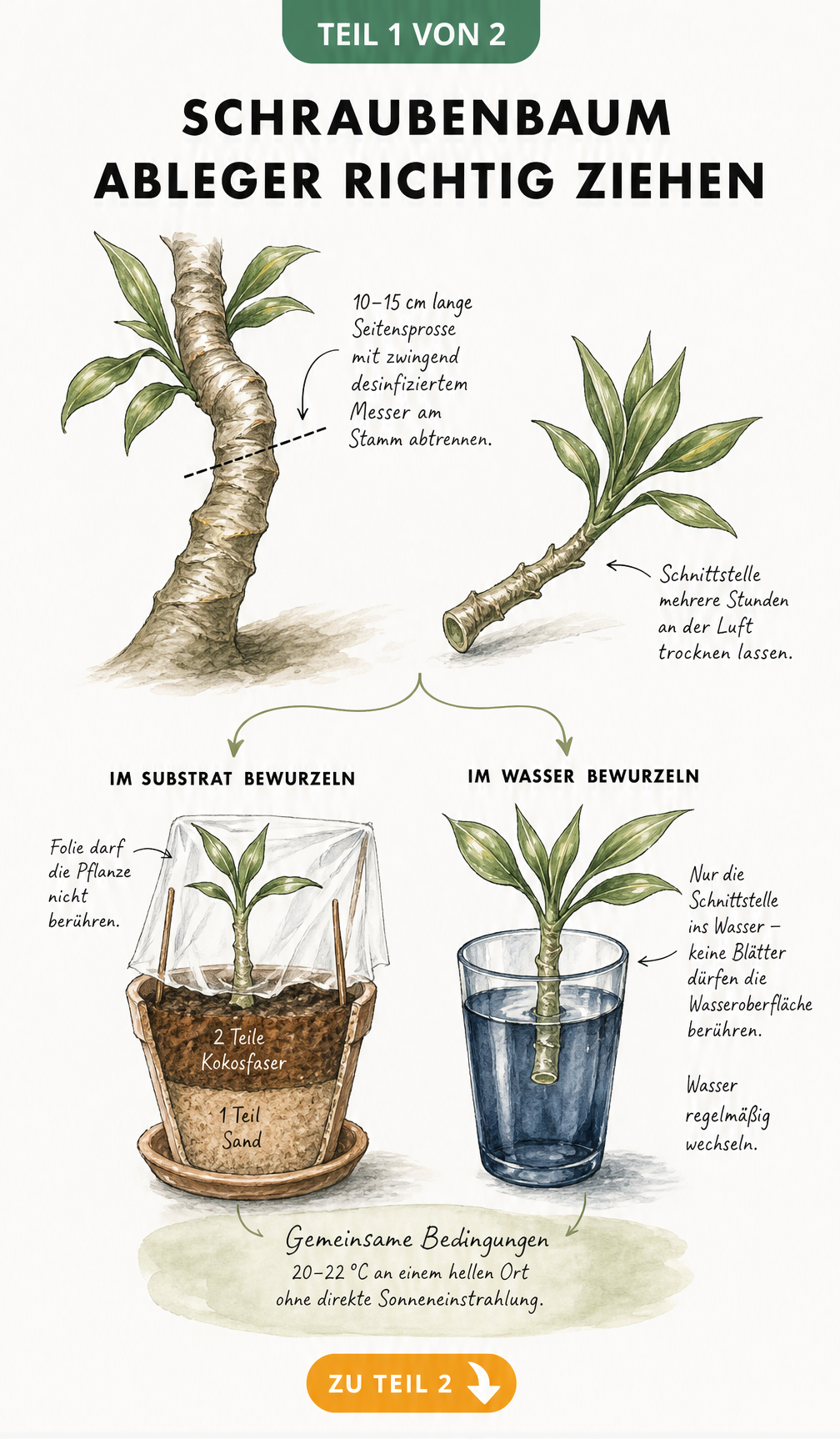 Illustration zur Gewinnung von Schraubenbaum-Ablegern mit Schnitt am Stamm und Bewurzelungsmethoden in Erde und Wasser