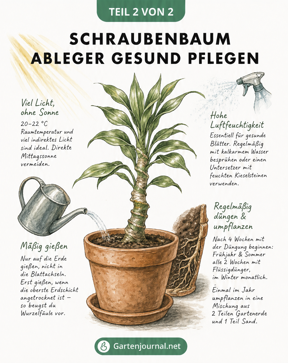 Illustration zur Pflege eines jungen Schraubenbaums im Topf mit Hinweisen zu Licht, Gießen, Luftfeuchtigkeit und Dünger