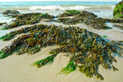 seetang-algen-unterschied