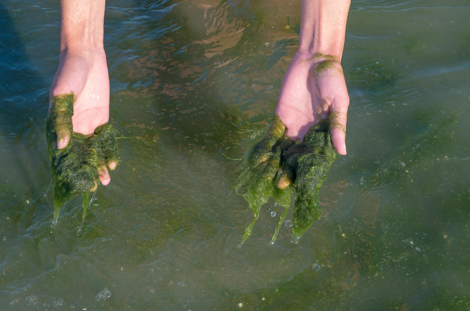 sind-algen-pflanzen